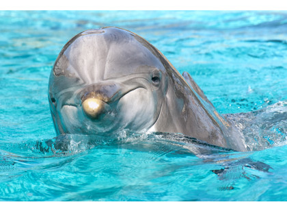 SeaWorld Orlando Dolphin Encounter - ADD-ON